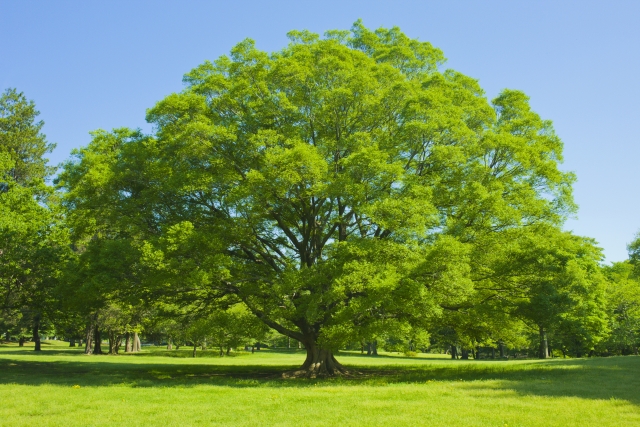 f:id:mukaorin531:20200425152129j:plain f:id:mukaorin531:20200425152129j:plain