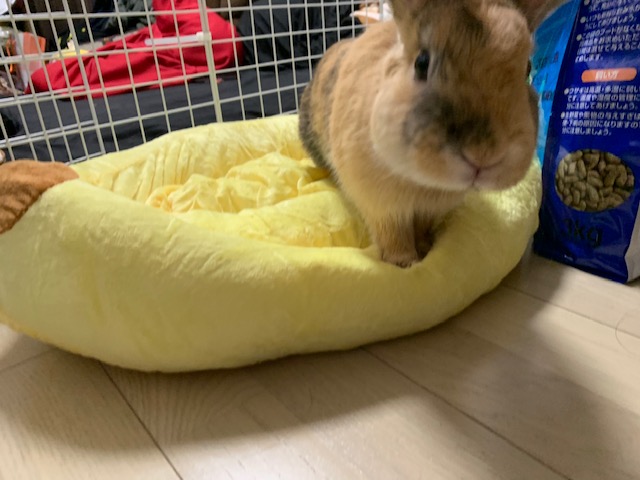 f:id:mukasibanasi_san:20190611235523j:plain f:id:mukasibanasi_san:20190611235523j:plain