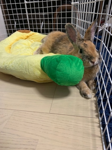 f:id:mukasibanasi_san:20190611235706j:plain f:id:mukasibanasi_san:20190611235706j:plain