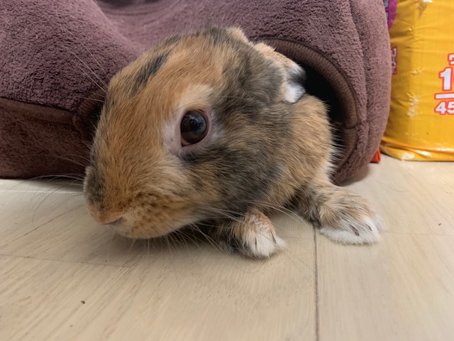 f:id:mukasibanasi_san:20190612000645j:plain f:id:mukasibanasi_san:20190612000645j:plain
