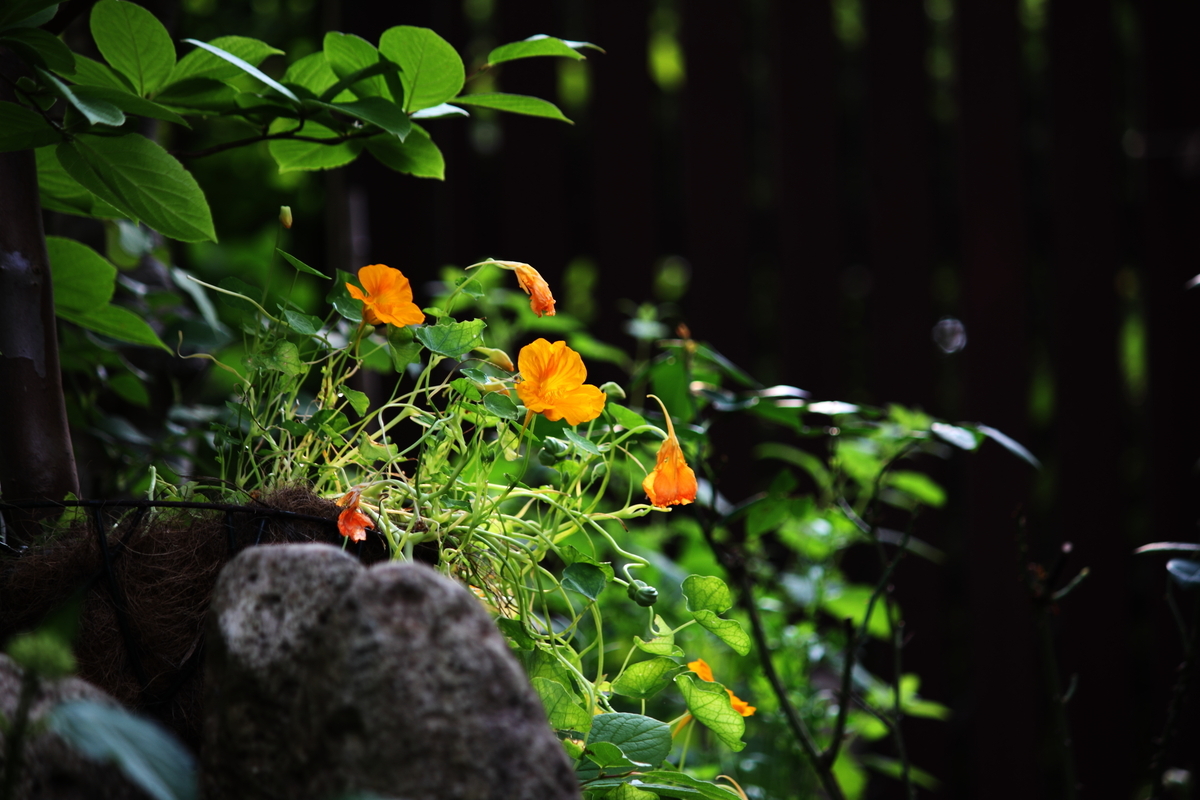 美品♡canon Kiss X4 紅葉 軽量✨手ブレ 高画質 動画 夜景 キャノン EOS Kiss X4 で撮影した写真と雑記 - 写真で紡ぐ、私の精神世界