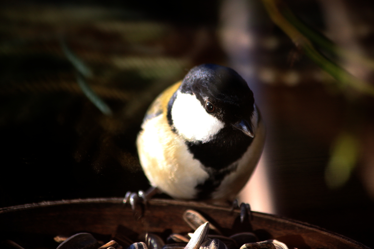 えさ台の野鳥たち キャノン EOS M2 とEF-Sレンズで撮る - 写真で紡ぐ 