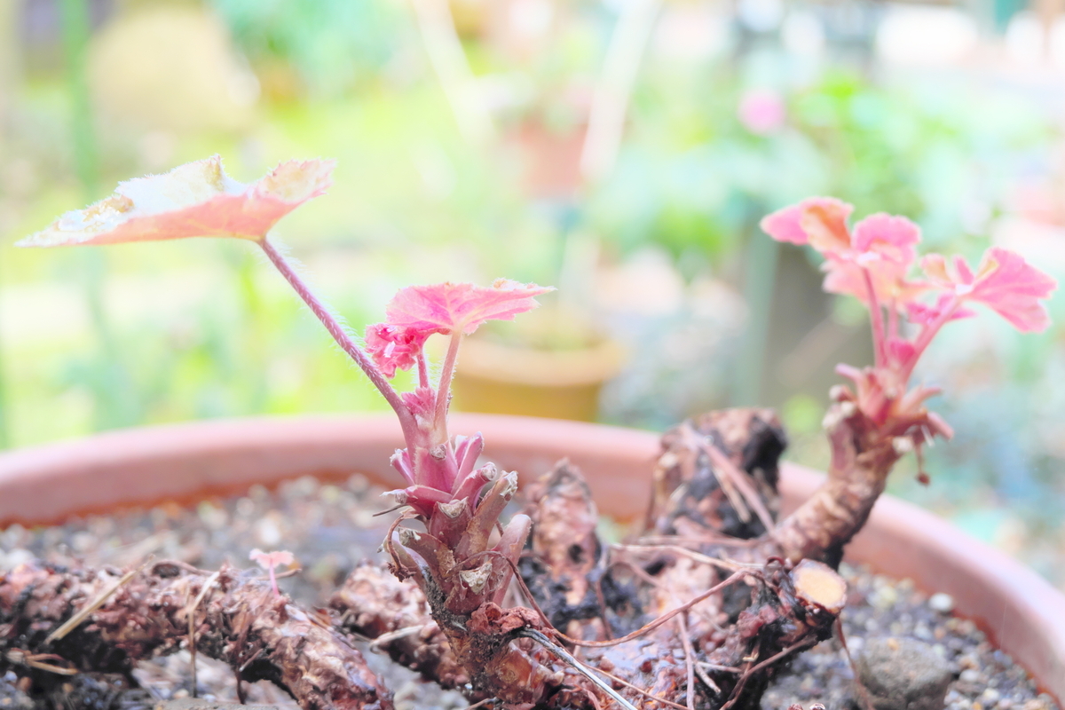 カメラ Fujifilm X-A1 & レンズ XC16-50mm F3.5-5.6 OIS で撮影した写真、庭の植物