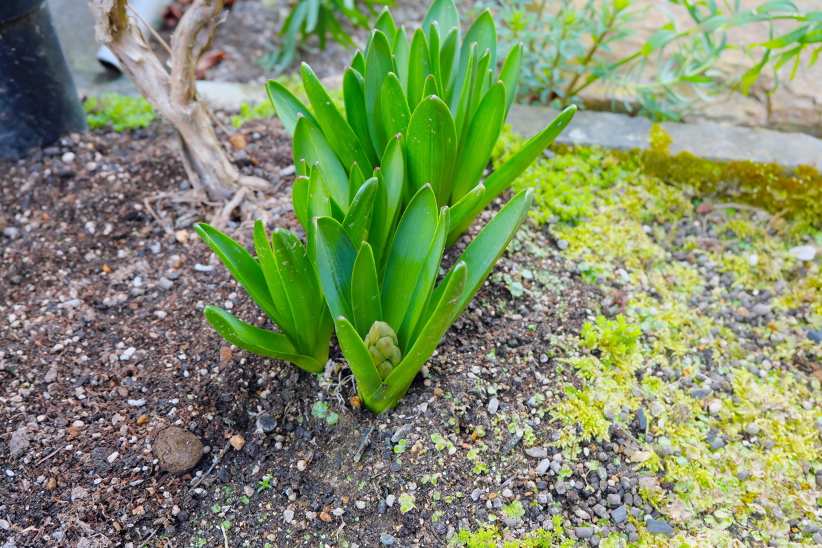 カメラ Fujifilm X-A1 & レンズ XC16-50mm F3.5-5.6 OIS で撮影した写真、庭の植物