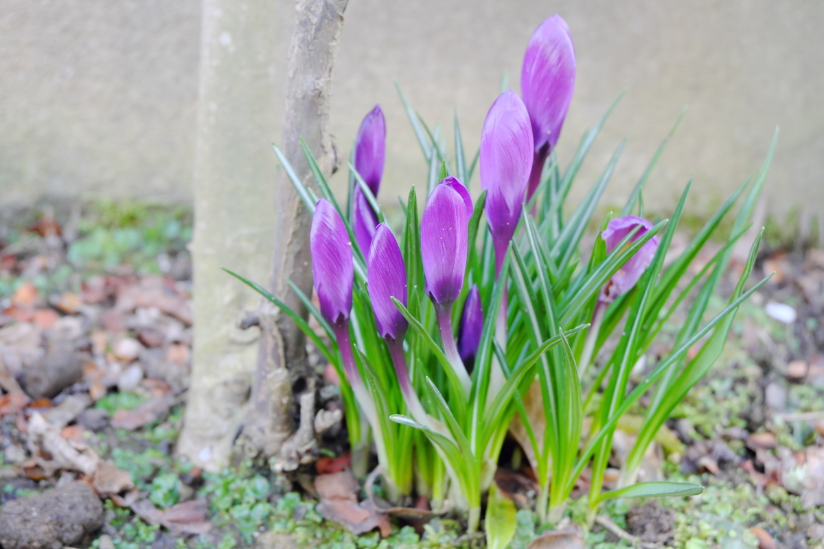 カメラ Fujifilm X-A1 & レンズ XC16-50mm F3.5-5.6 OIS で撮影した写真、庭の植物クロッカス