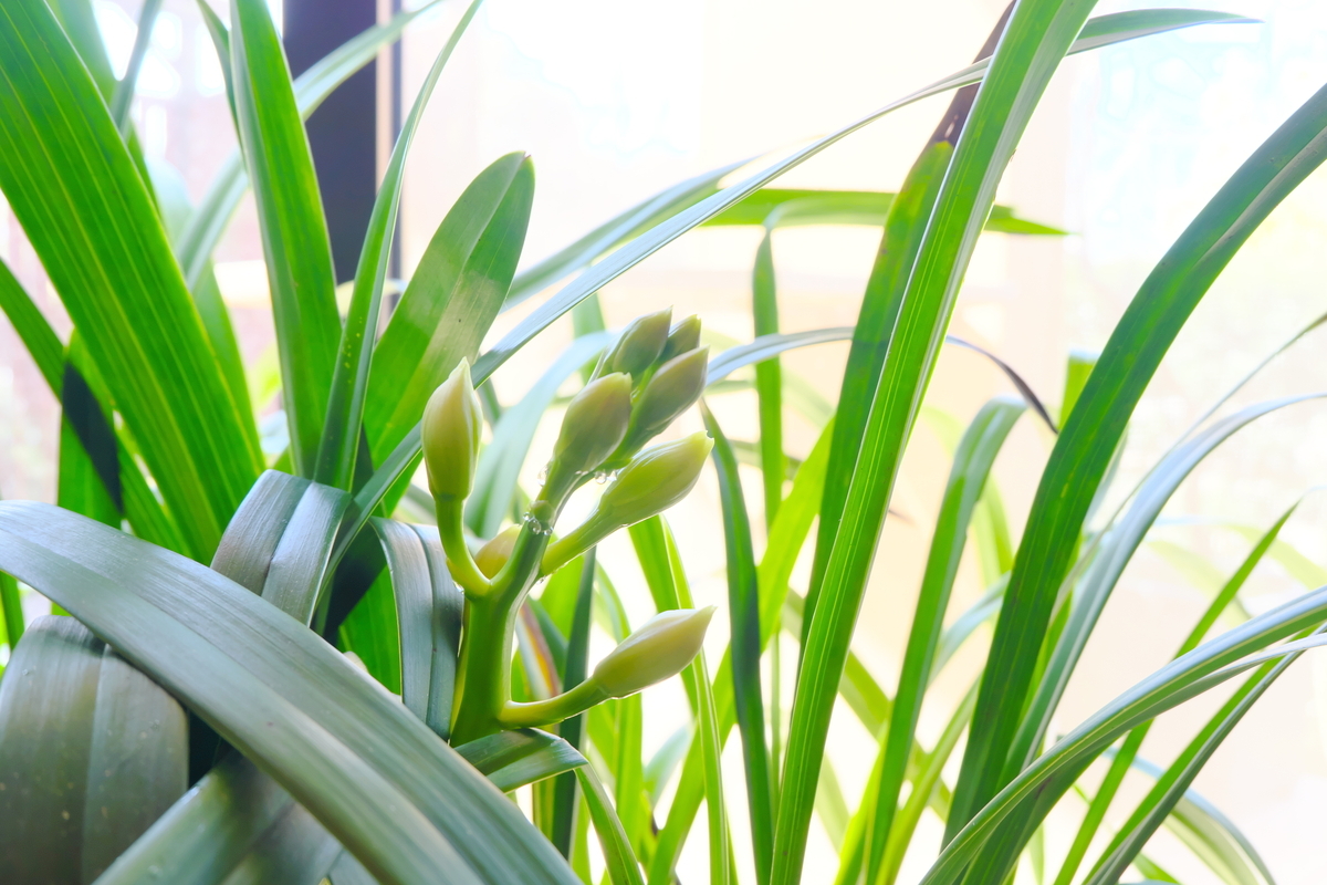 カメラ Fujifilm X-A1 & レンズ XC16-50mm F3.5-5.6 OIS で撮影した写真、テラスの蘭