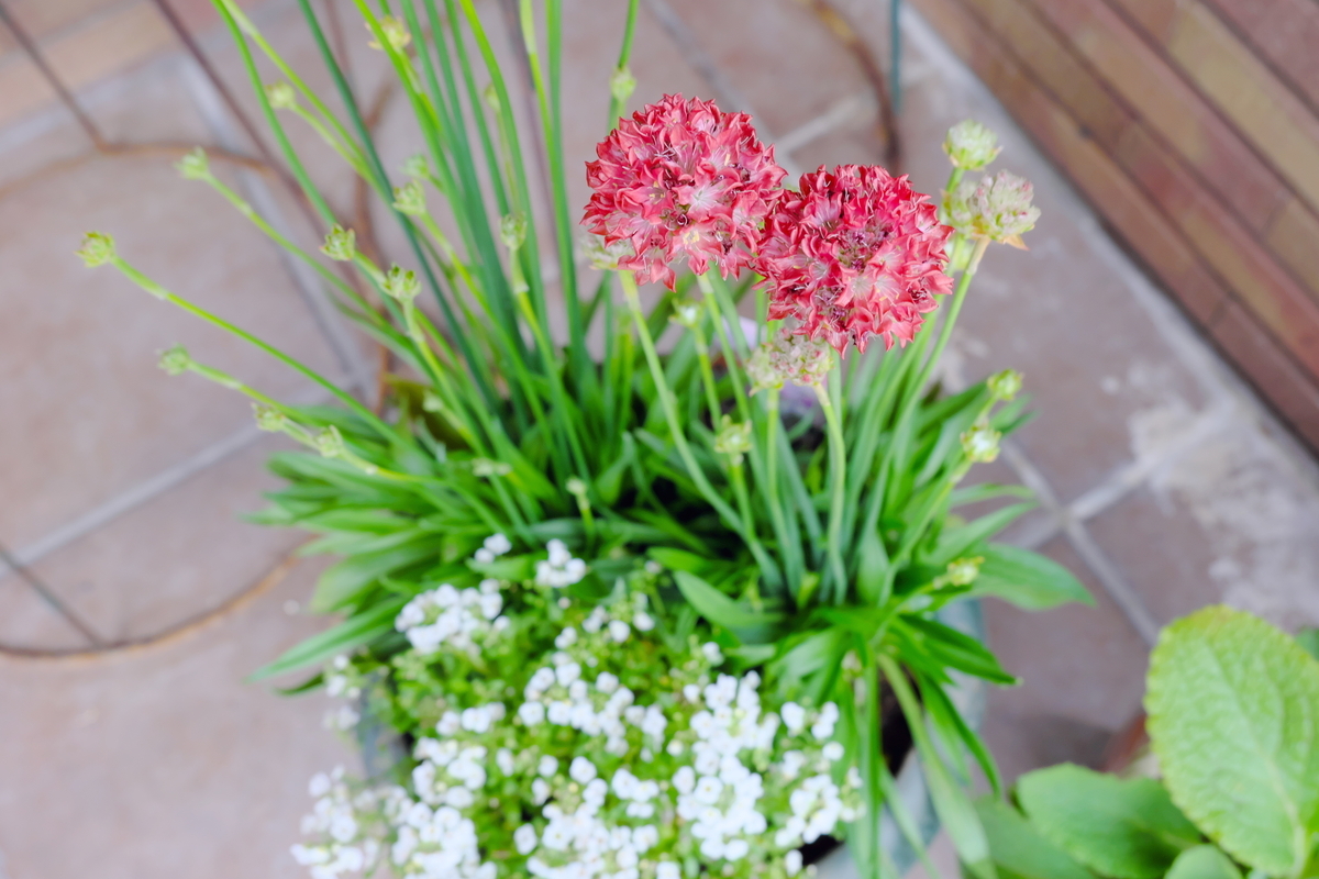 カメラ Fujifilm X-A1 & レンズ XC16-50mm F3.5-5.6 OIS で撮影した写真、玄関の植物