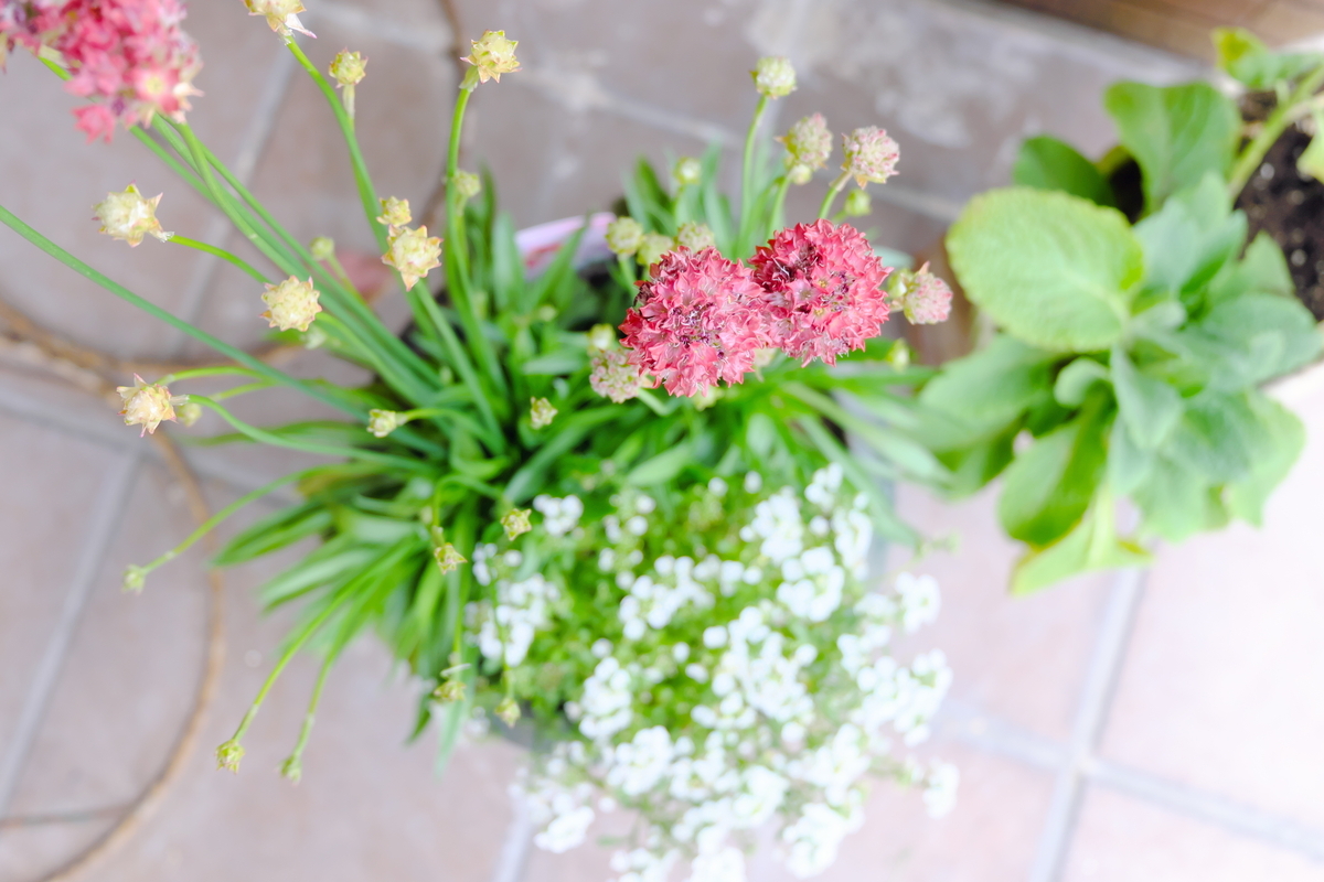 カメラ Fujifilm X-A1 & レンズ XC16-50mm F3.5-5.6 OIS で撮影した写真、玄関の植物