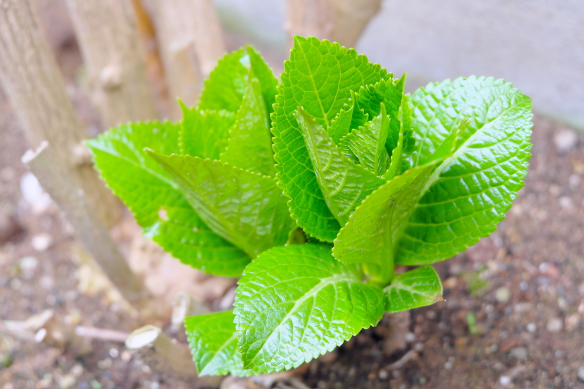 カメラ Fujifilm X-A1 & レンズ XC16-50mm F3.5-5.6 OIS で撮影した写真、庭の紫陽花