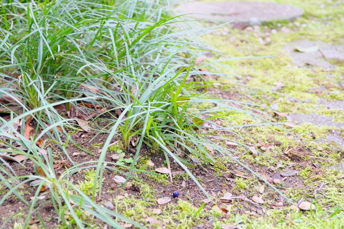 カメラ Fujifilm X-A1 & レンズ XC16-50mm F3.5-5.6 OIS で撮影した写真、庭の植物