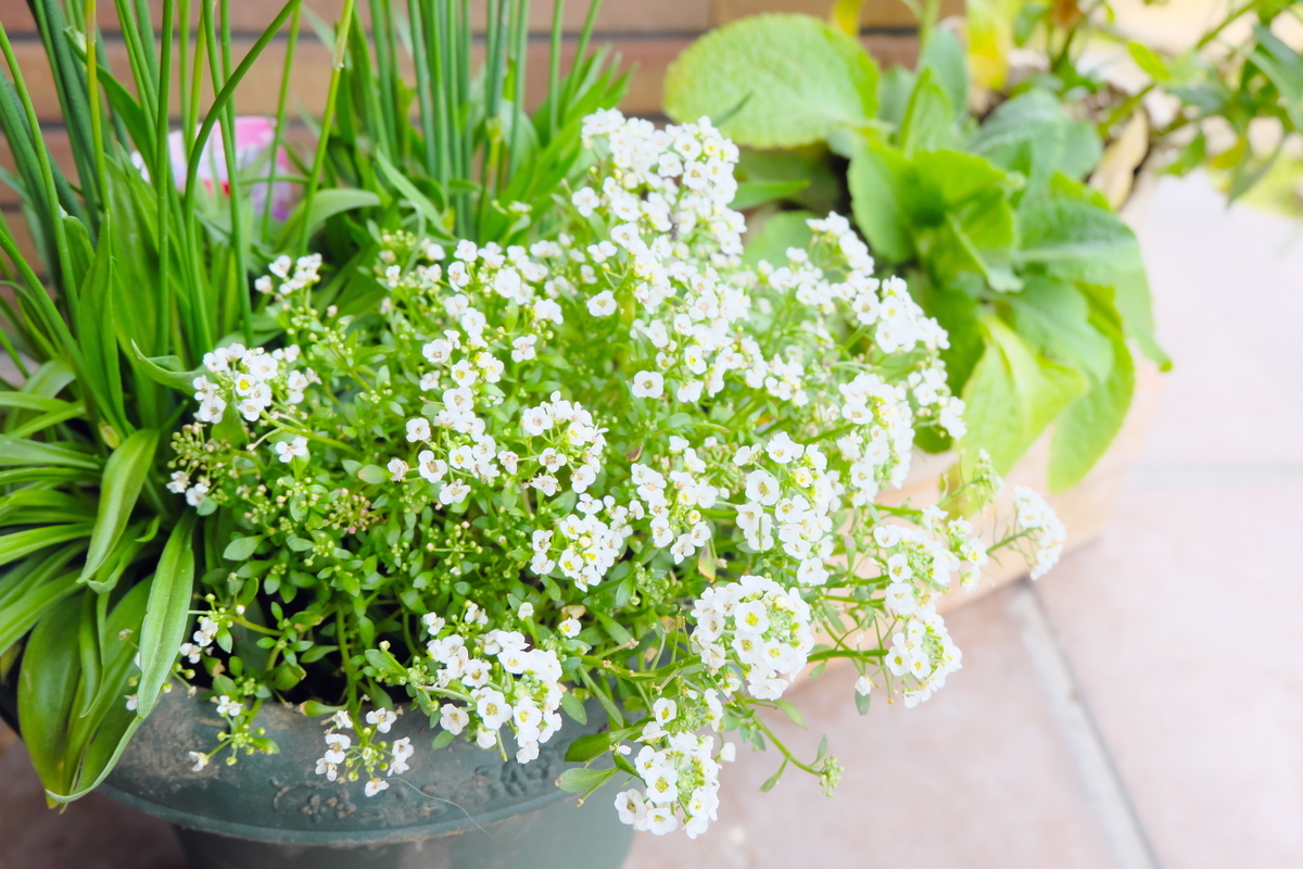 カメラ Fujifilm X-A1 & レンズ XC16-50mm F3.5-5.6 OIS で撮影した写真、玄関の植物