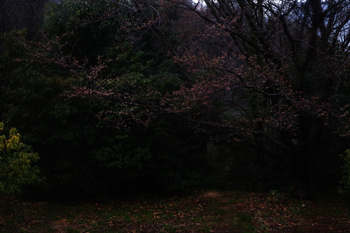 カメラ Fujifilm X-A1 & レンズ XC50-230mm F4.5-6.7 OIS で撮影した写真、桜の木/蕾