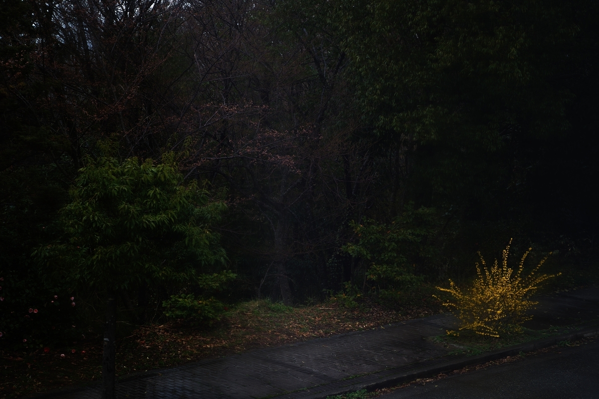 カメラ Fujifilm X-A1 & レンズ XC50-230mm F4.5-6.7 OIS で撮影した写真、桜の木/蕾