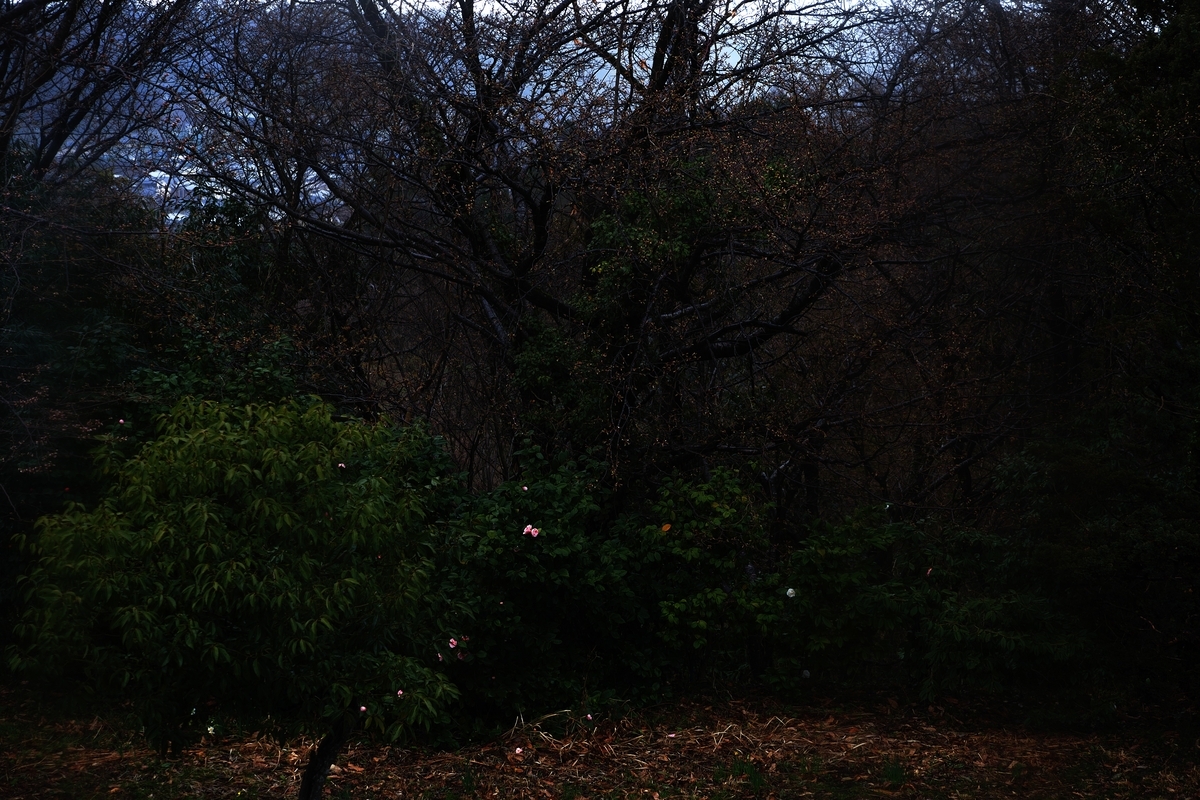 カメラ Fujifilm X-A1 & レンズ XC50-230mm F4.5-6.7 OIS で撮影した写真、桜の木/蕾