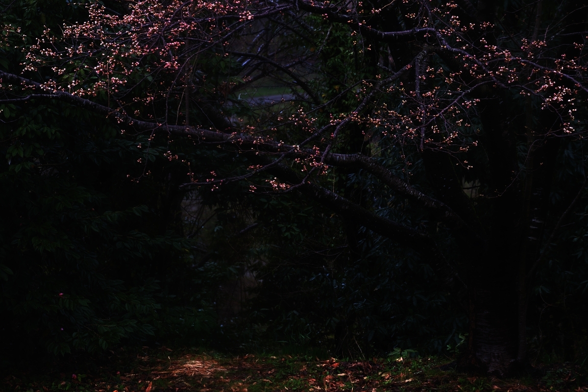 カメラ Fujifilm X-A1 & レンズ XC50-230mm F4.5-6.7 OIS で撮影した写真、桜の木/蕾