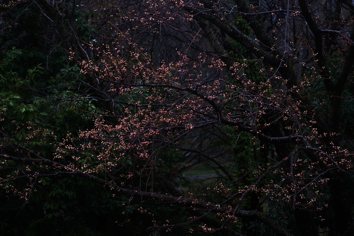 カメラ Fujifilm X-A1 & レンズ XC50-230mm F4.5-6.7 OIS で撮影した写真、桜の木/蕾