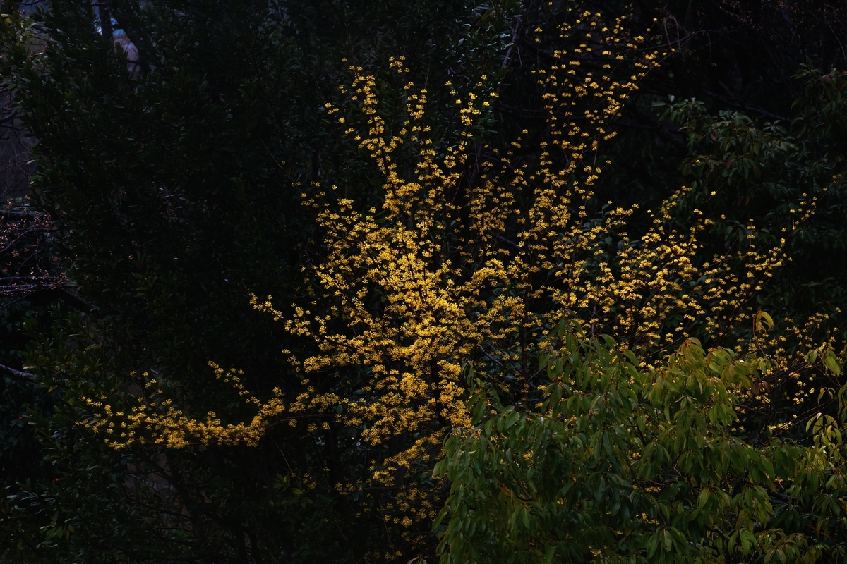 カメラ Fujifilm X-A1 & レンズ XC50-230mm F4.5-6.7 OIS で撮影した写真、サンシュユ/満開