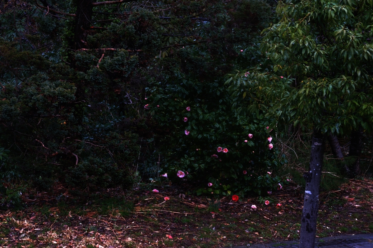 カメラ Fujifilm X-A1 & レンズ XC50-230mm F4.5-6.7 OIS で撮影した写真、光源氏/珍しい椿