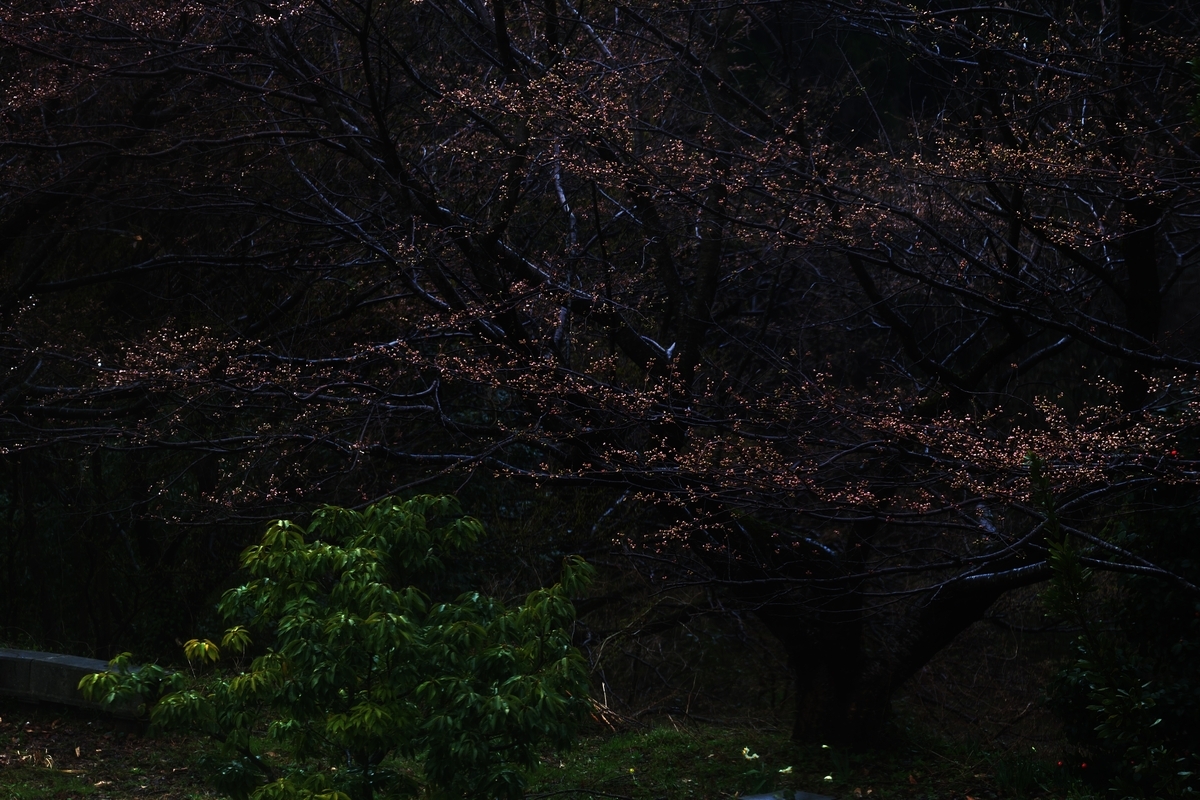 カメラ Fujifilm X-A1 & レンズ XC50-230mm F4.5-6.7 OIS で撮影した写真、桜の木/蕾