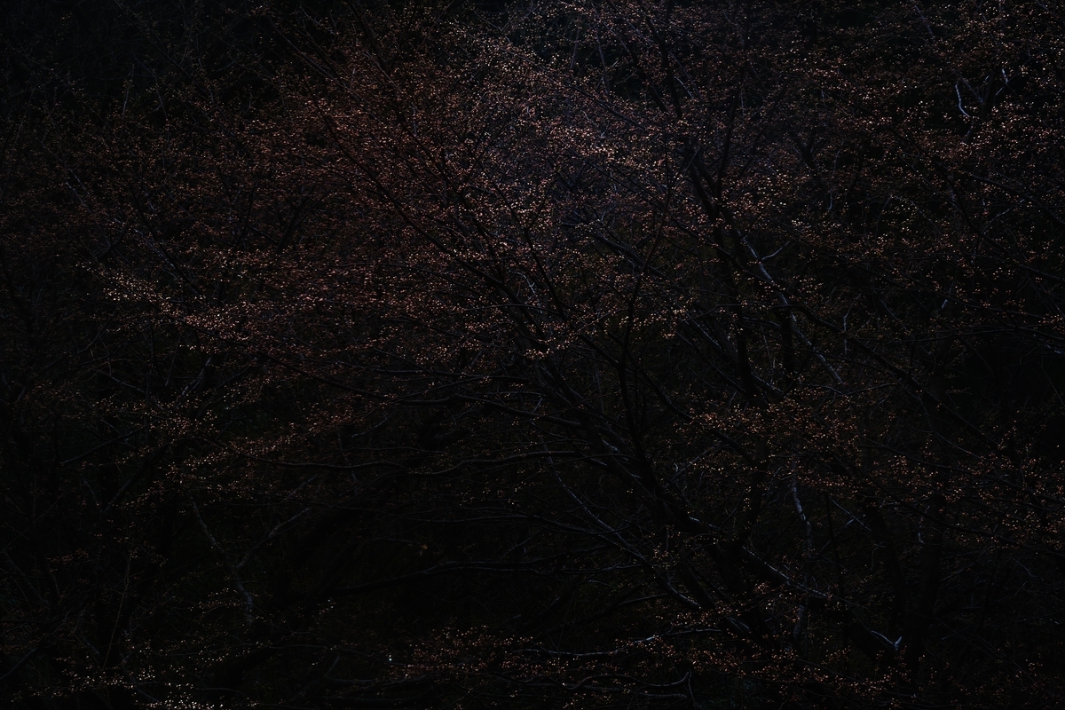 カメラ Fujifilm X-A1 & レンズ XC50-230mm F4.5-6.7 OIS で撮影した写真、桜の木/蕾