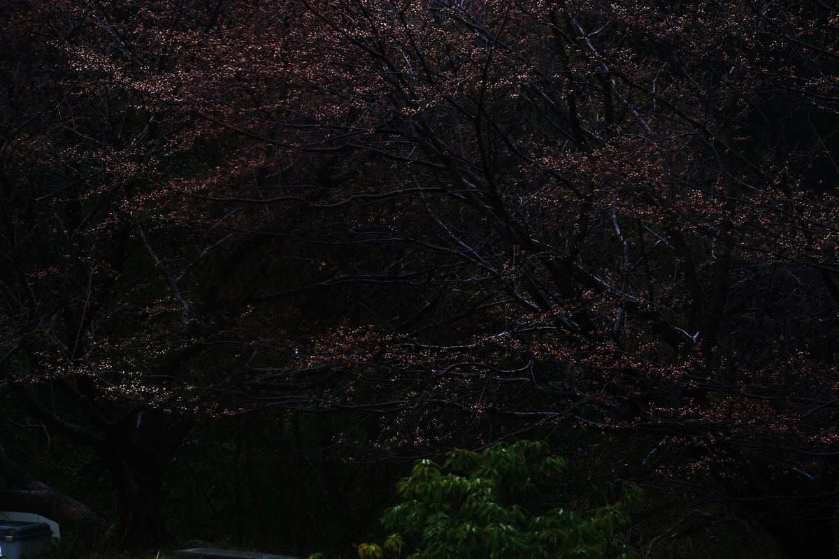 カメラ Fujifilm X-A1 & レンズ XC50-230mm F4.5-6.7 OIS で撮影した写真、桜の木/蕾