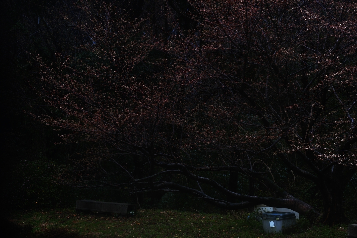 カメラ Fujifilm X-A1 & レンズ XC50-230mm F4.5-6.7 OIS で撮影した写真、桜の木/蕾