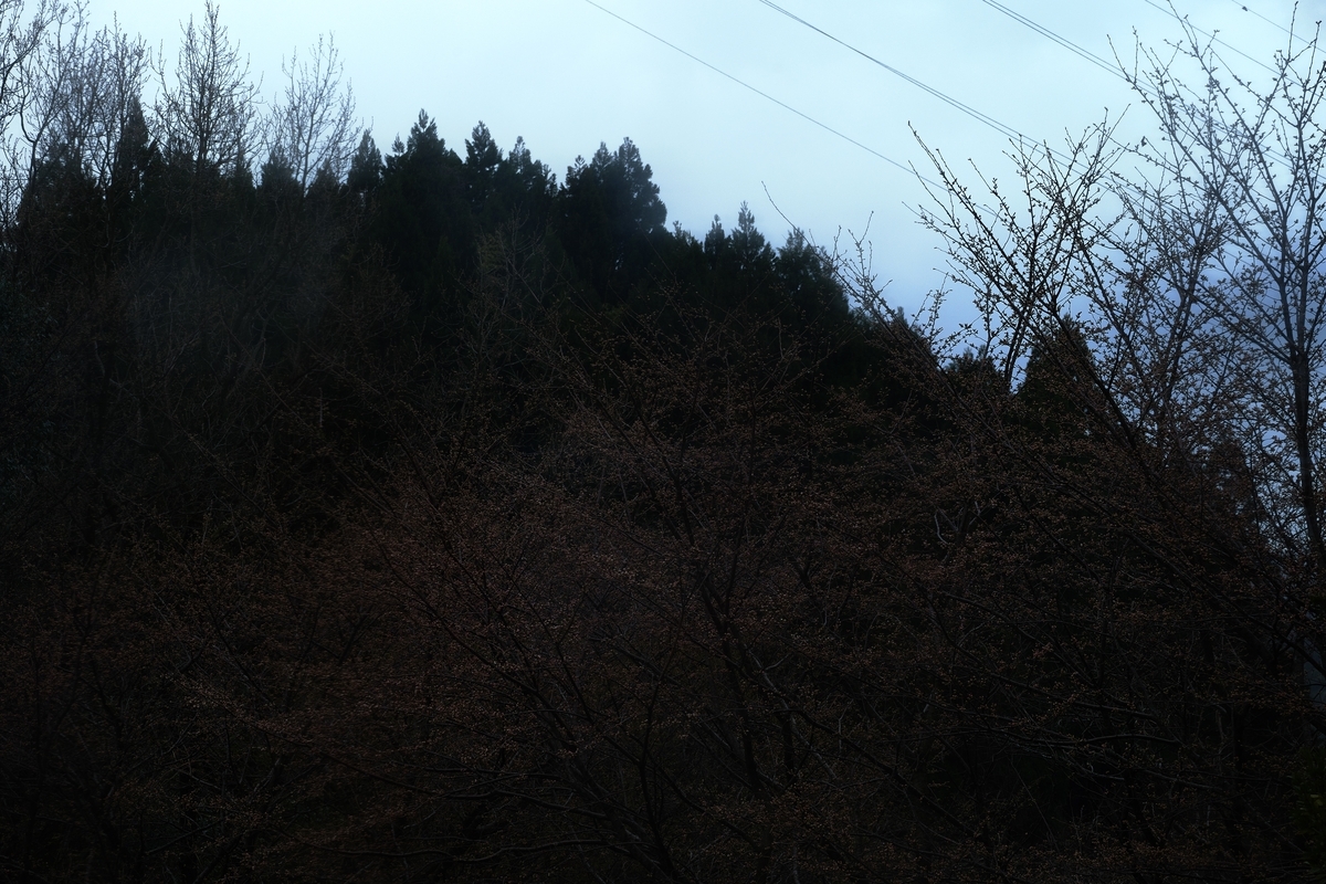 カメラ Fujifilm X-A1 & レンズ XC50-230mm F4.5-6.7 OIS で撮影した写真、桜の木/蕾