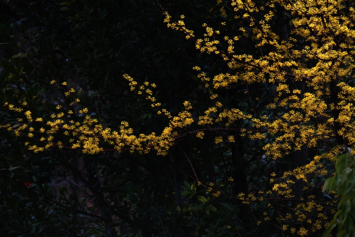 カメラ Fujifilm X-A1 & レンズ XC50-230mm F4.5-6.7 OIS で撮影した写真、サンシュユ/満開