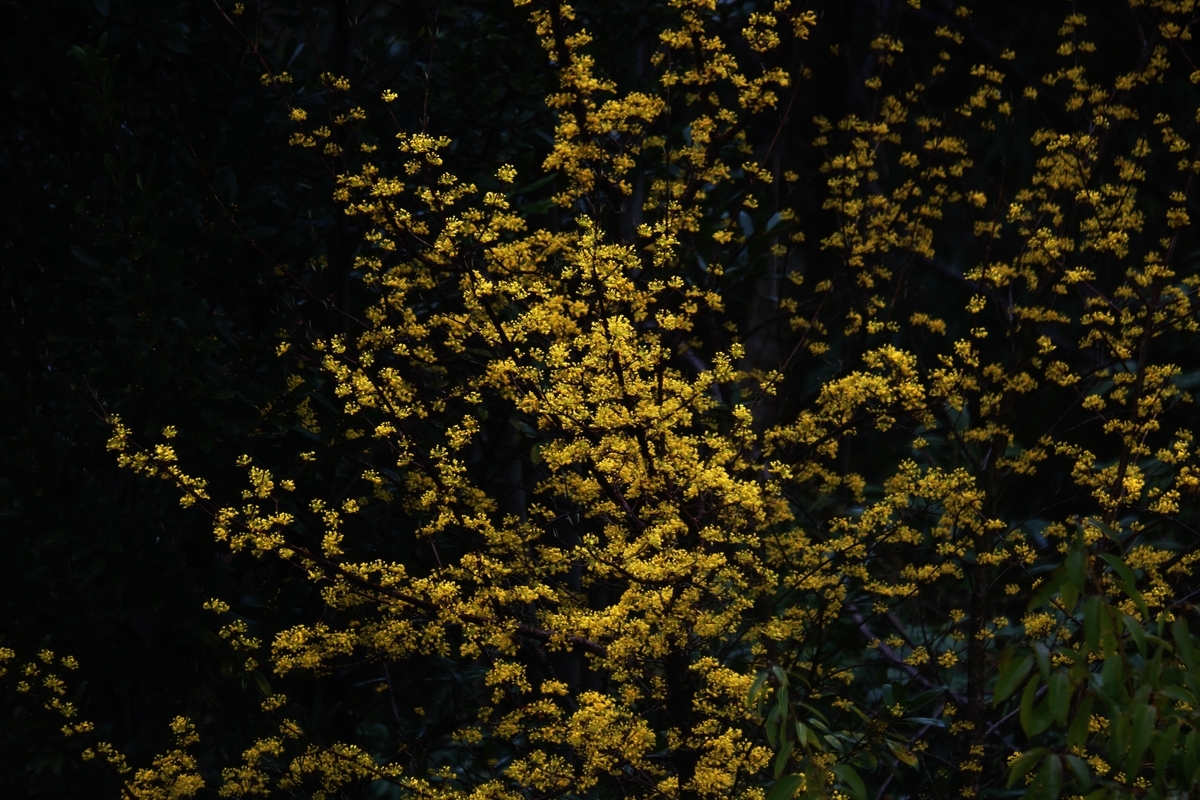 カメラ Fujifilm X-A1 & レンズ XC50-230mm F4.5-6.7 OIS で撮影した写真、サンシュユ/満開