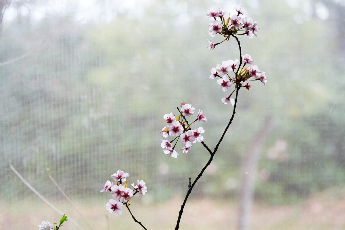 カメラ Fujifilm X-A1 & レンズ XC50-230mm F4.5-6.7 OIS で撮影した写真、縦で撮影すべき桜