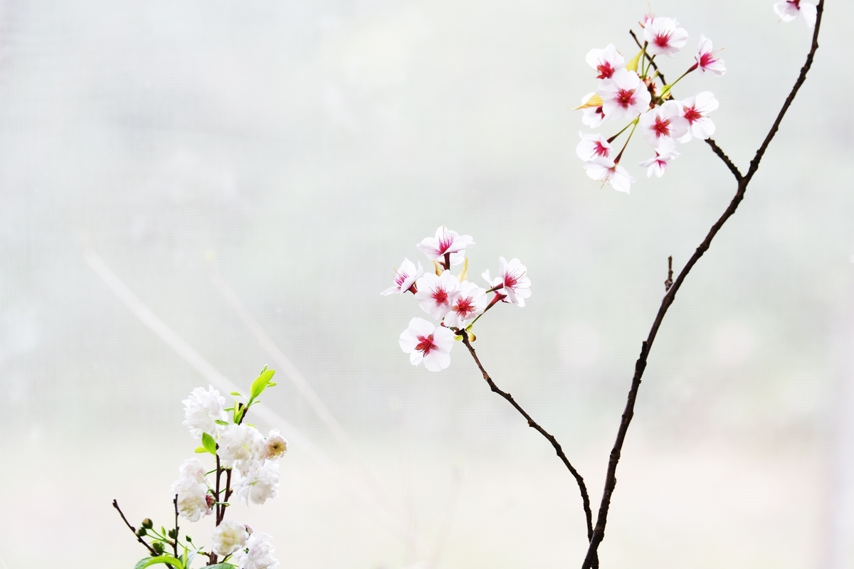 カメラ Fujifilm X-A1 & レンズ XC50-230mm F4.5-6.7 OIS で撮影した写真、家の桜