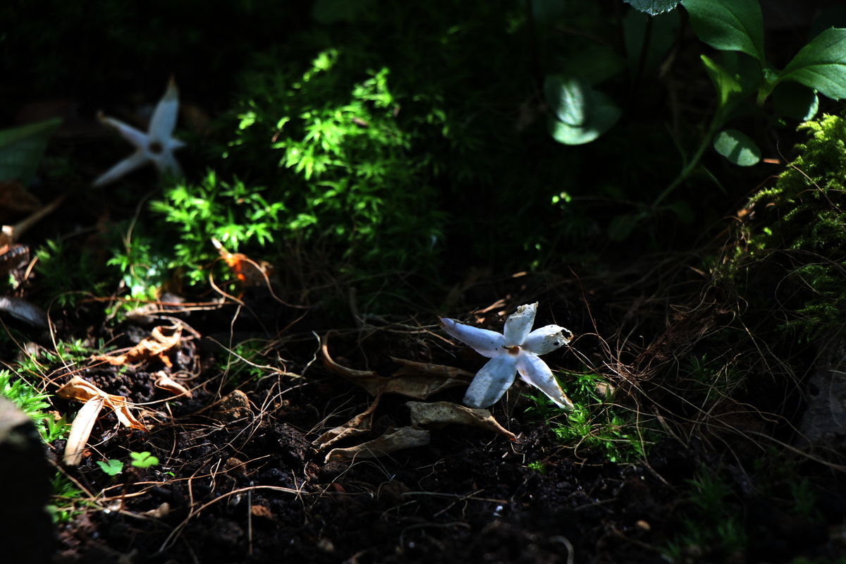 CANON EOS Kiss X2 で撮影した写真・作例 - 写真で紡ぐ、私の精神世界