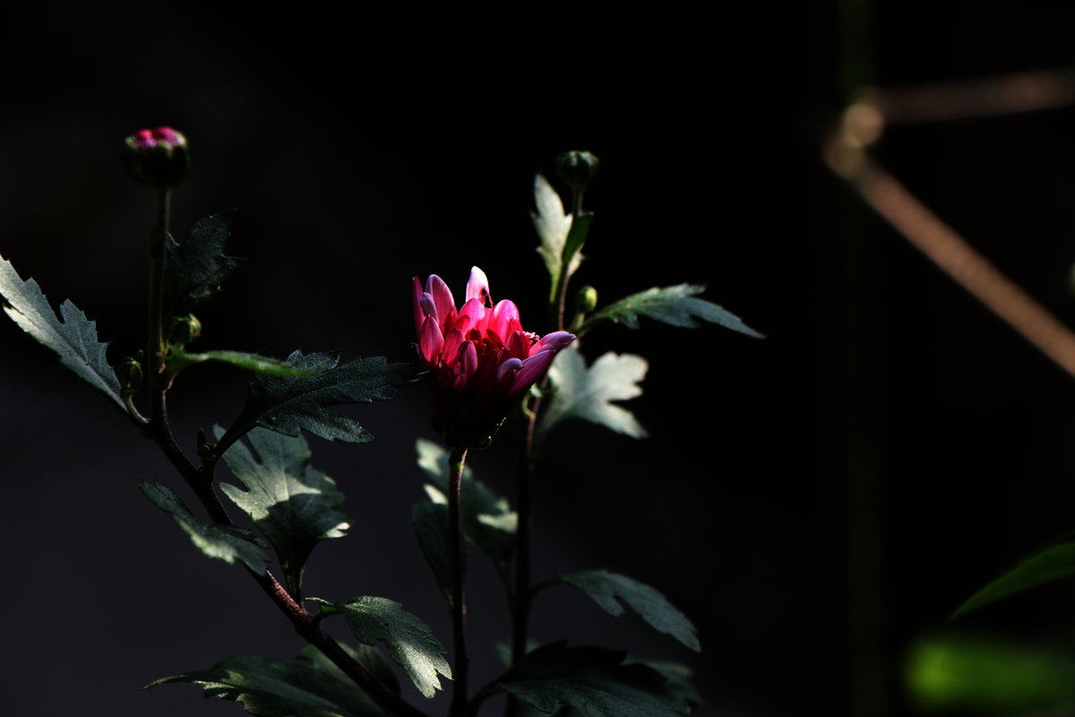 CANON EOS Kiss X2 で撮影した写真・作例 - 写真で紡ぐ、私の精神世界