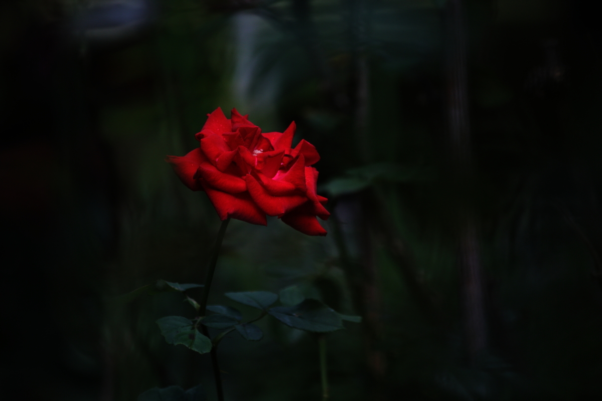 CANON EOS Kiss X2 で撮影した写真・作例 - 写真で紡ぐ、私の精神世界