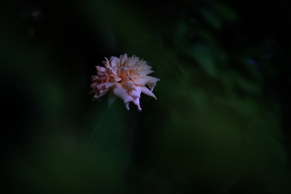 CANON EOS Kiss X2 で撮影した写真・作例 - 写真で紡ぐ、私の精神世界