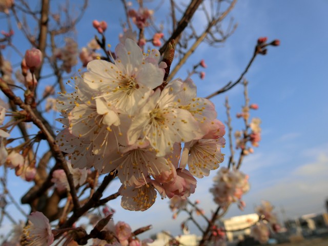 f:id:mukkun1990:20180317102955j:image f:id:mukkun1990:20180317102955j:image