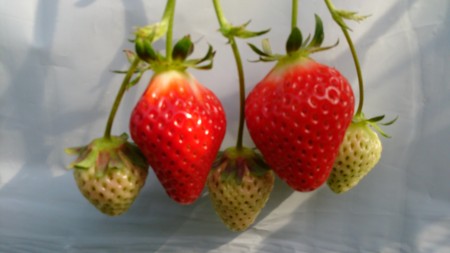 f:id:mukoubetu:20130331083943j:image