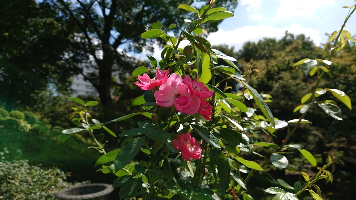 f:id:mukouryou-STM:20220131161355j:plain