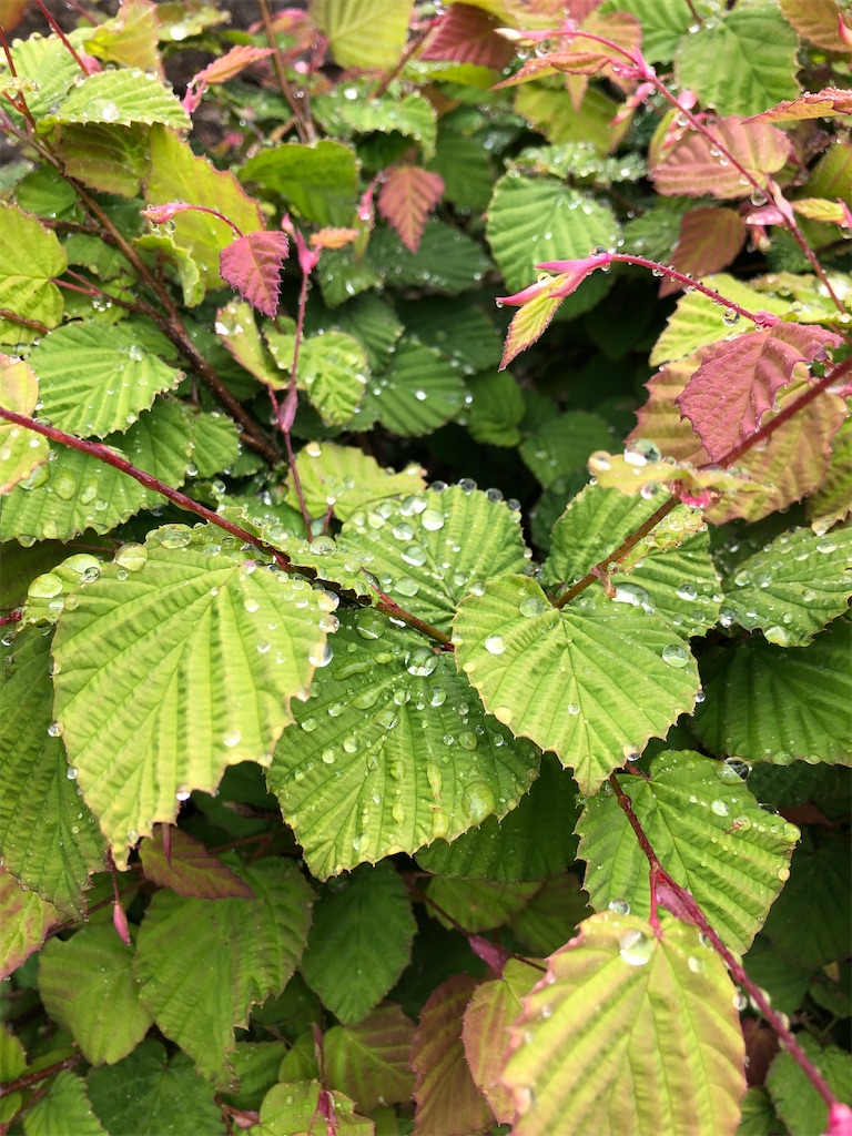 f:id:mukubeni:20230426090849j:image f:id:mukubeni:20230426090849j:image