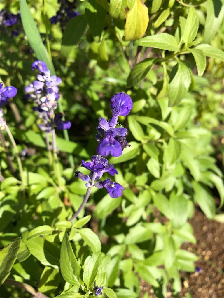 f:id:mukubeni:20231003081501j:image