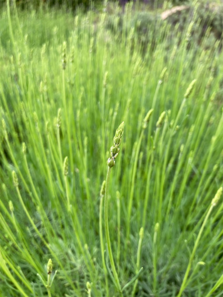 f:id:mukubeni:20240520093430j:image