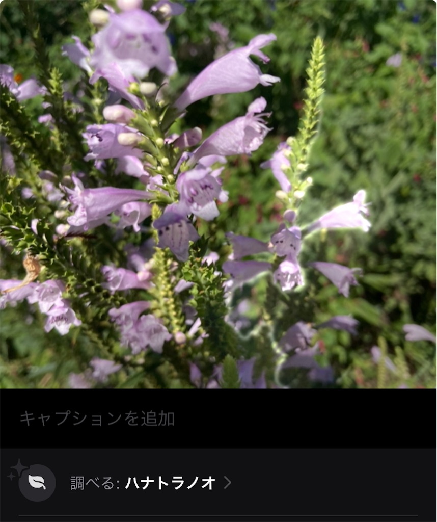 f:id:mukubeni:20240930231857j:image