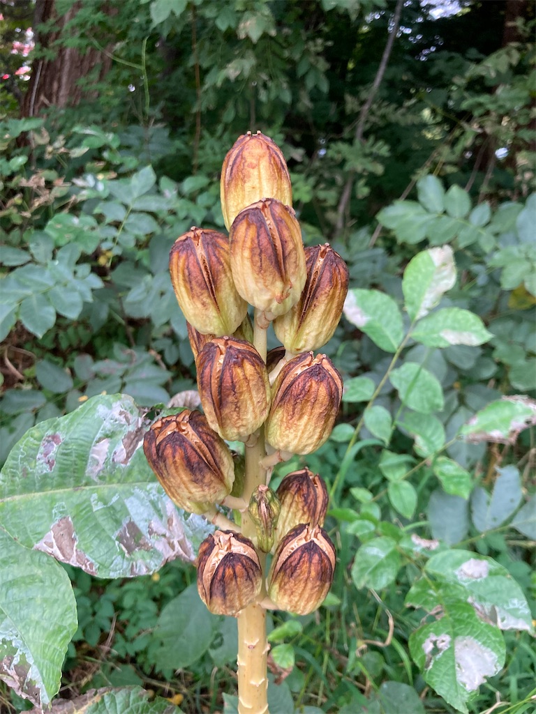 f:id:mukubeni:20241004205551j:image f:id:mukubeni:20241004205551j:image