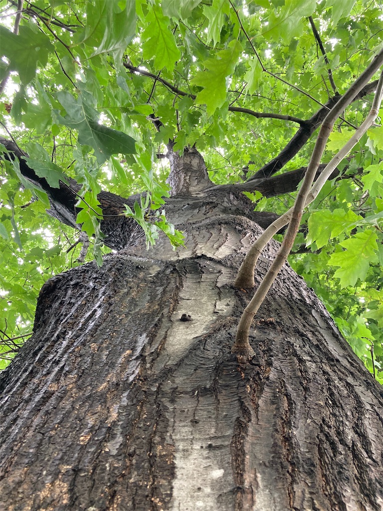 f:id:mukubeni:20241004205605j:image f:id:mukubeni:20241004205605j:image