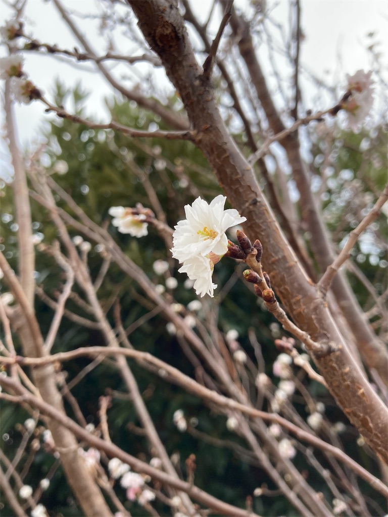 f:id:mukubeni:20250109162936j:image