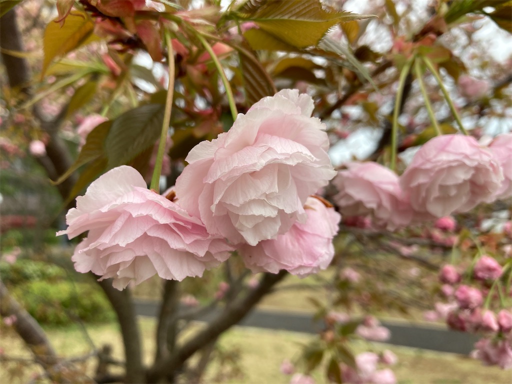 f:id:mukubeni:20250414231411j:image