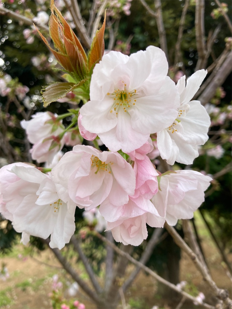 f:id:mukubeni:20250414231428j:image