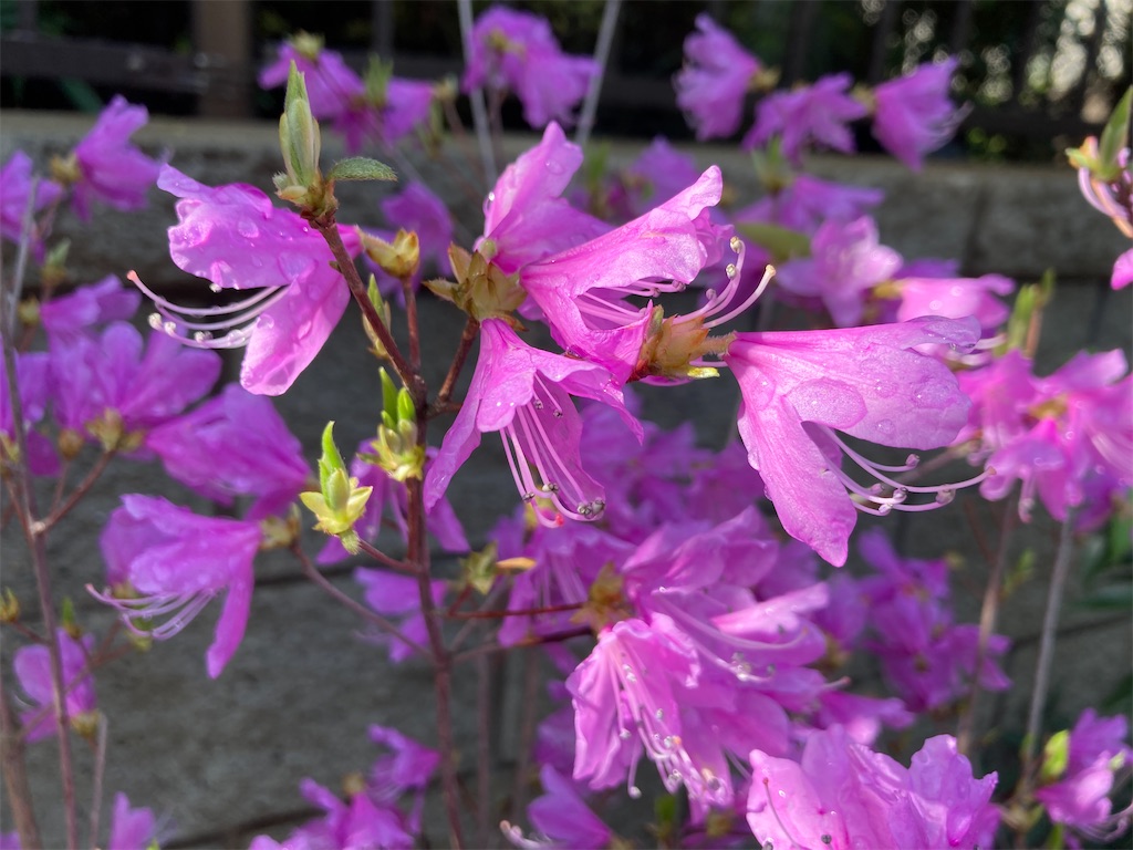 f:id:mukubeni:20250414231445j:image