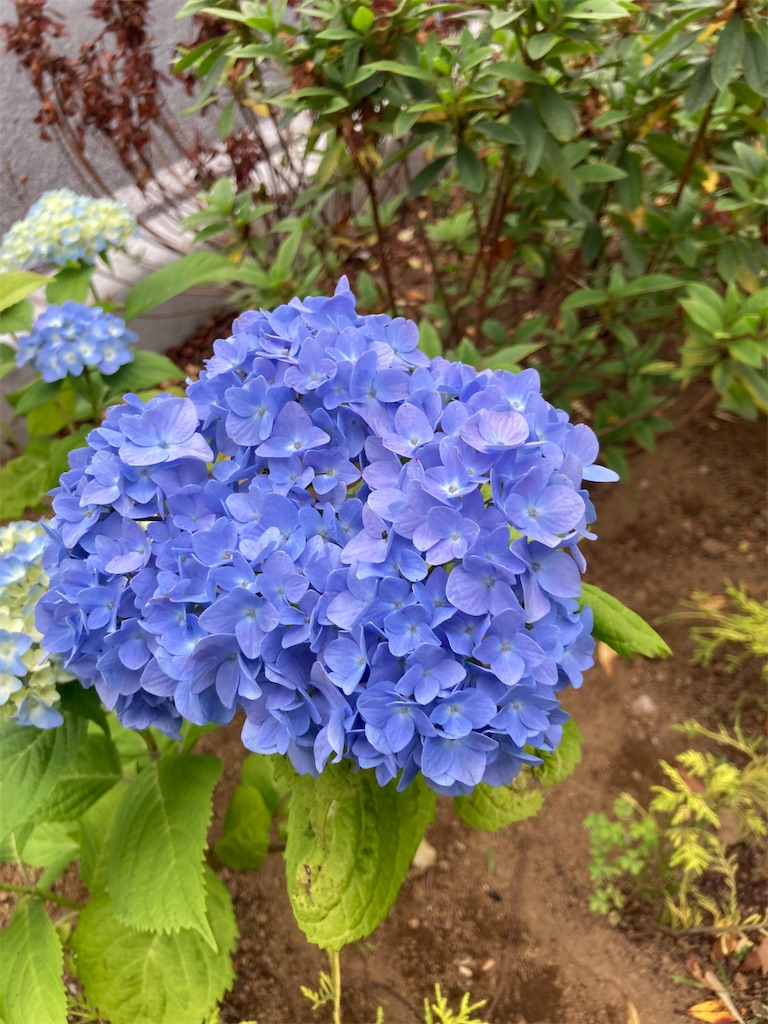 f:id:mukubeni:20250524133304j:image