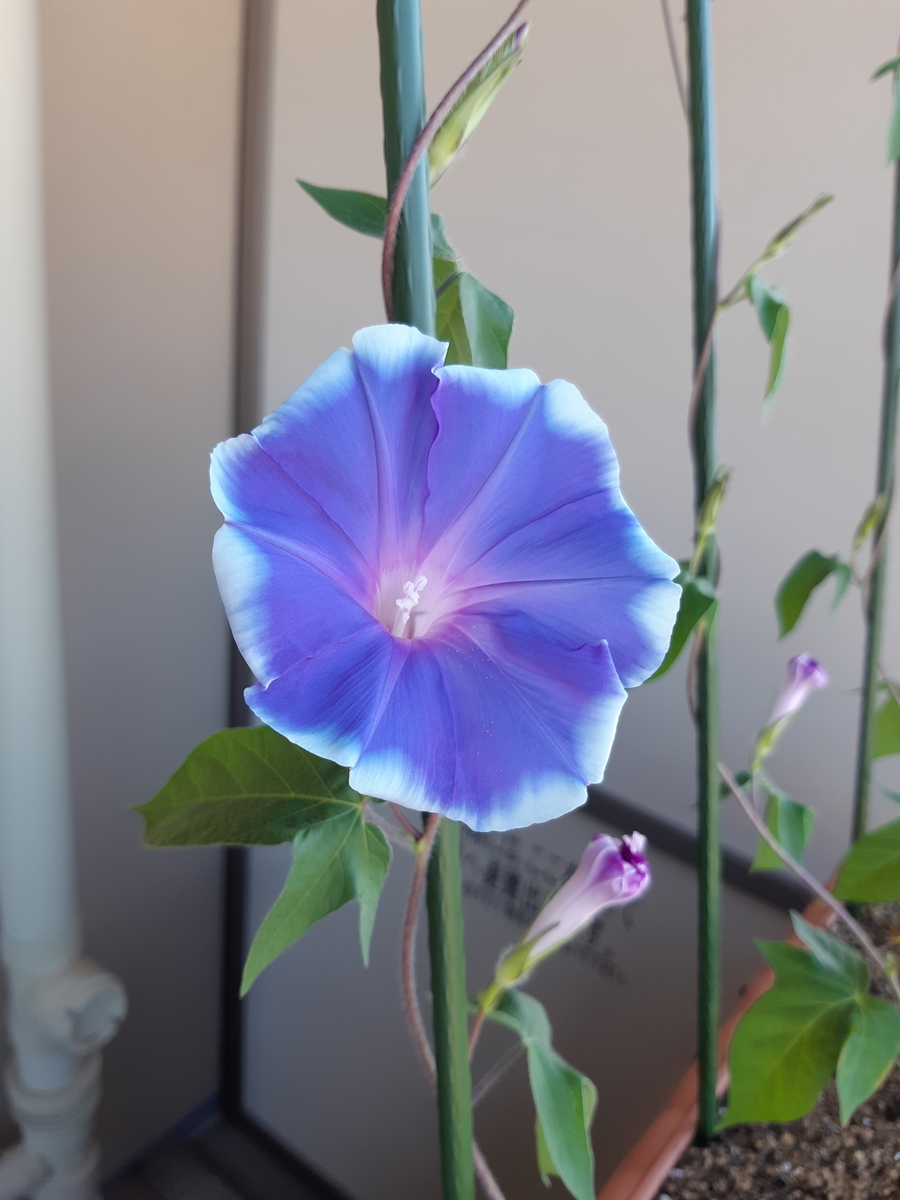 f:id:mukumukumu:20210719065757j:plain